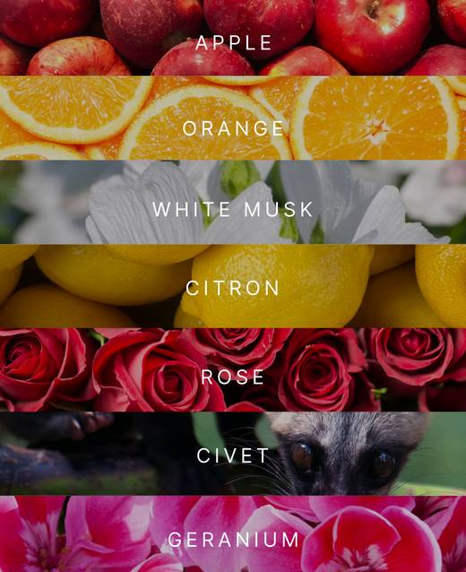 Notes Horizon: Apple, Orange, White Musk, Citron, Rose, Civet, Geranium